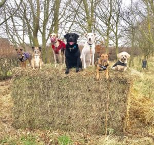 Royston Dog Owners